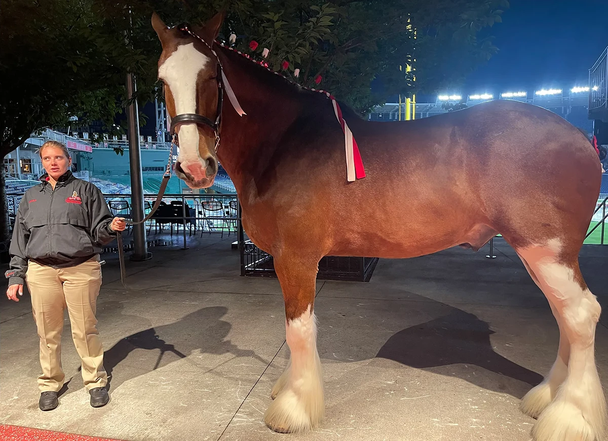 Clydesdale Horse